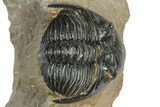 Hollardops Trilobite - Foum Zguid, Morocco #363215-3
